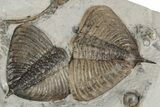 Shale Covered In Trilobite Heads - Waldron Shale, Indiana #198726-2